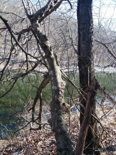 State Parks - Hermitage, MO