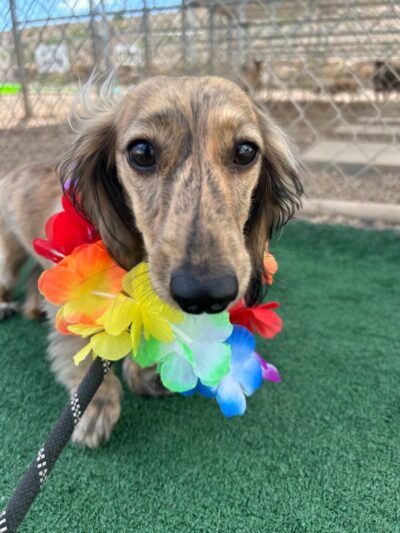 Paw Patch LLC - Hermosa, SD
