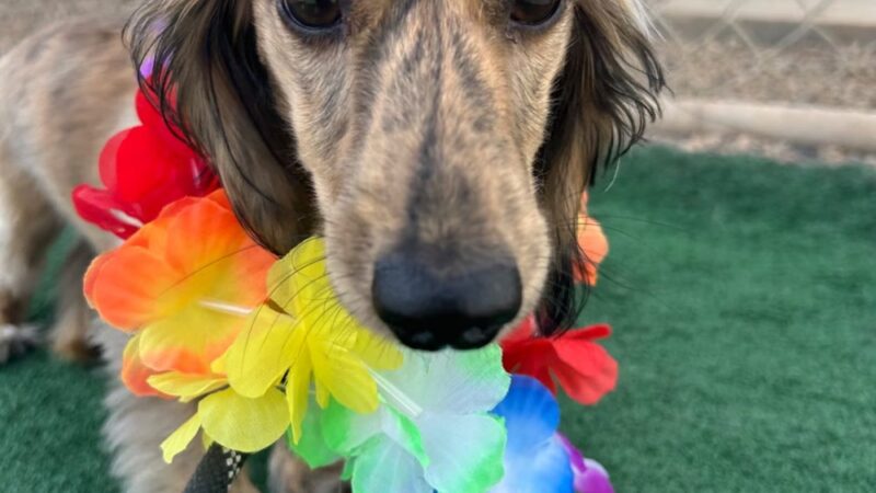 Paw Patch LLC - Hermosa, SD