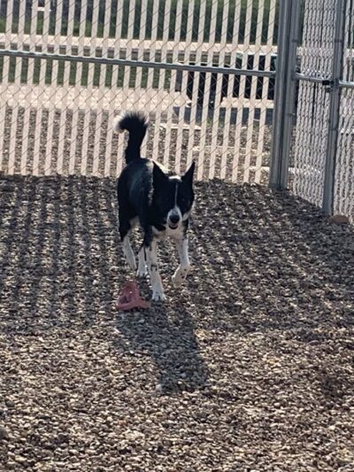 Paw Patch LLC - Hermosa, SD