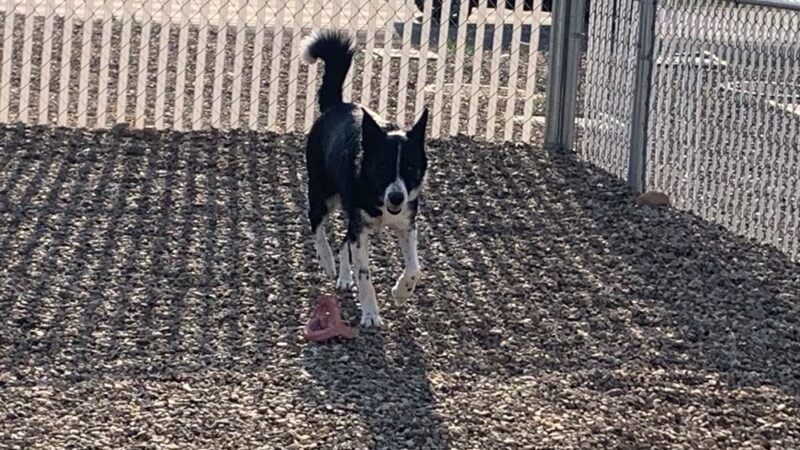 Paw Patch LLC - Hermosa, SD