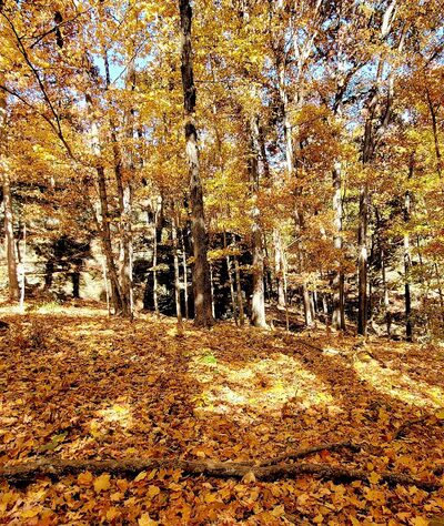 Benham Hill Trailhead - Herod, IL