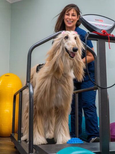 DAWG Rehab Diley's Animal Wellness Group - Hesperia, CA