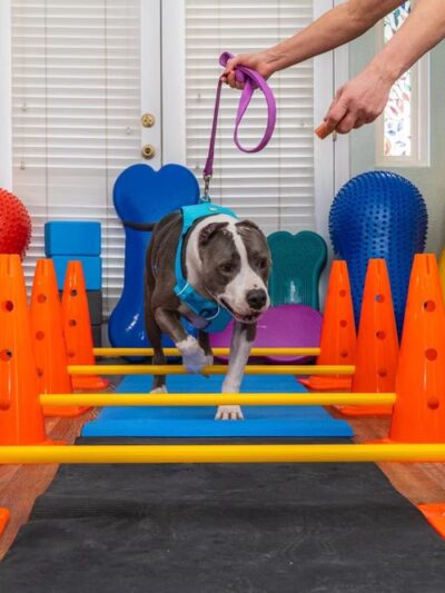 DAWG Rehab Diley's Animal Wellness Group - Hesperia, CA