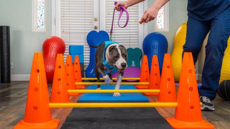 DAWG Rehab Diley's Animal Wellness Group - Hesperia, CA