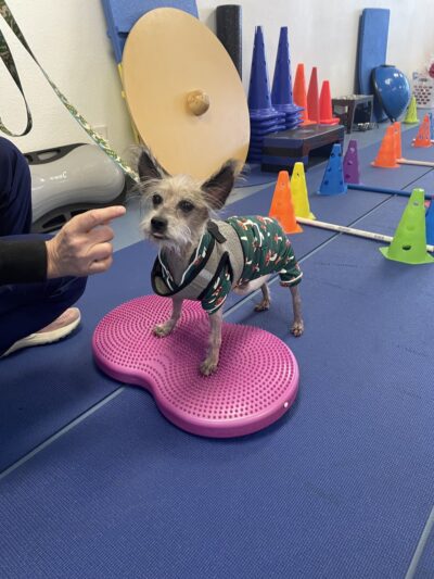 DAWG Rehab Diley's Animal Wellness Group - Hesperia, CA