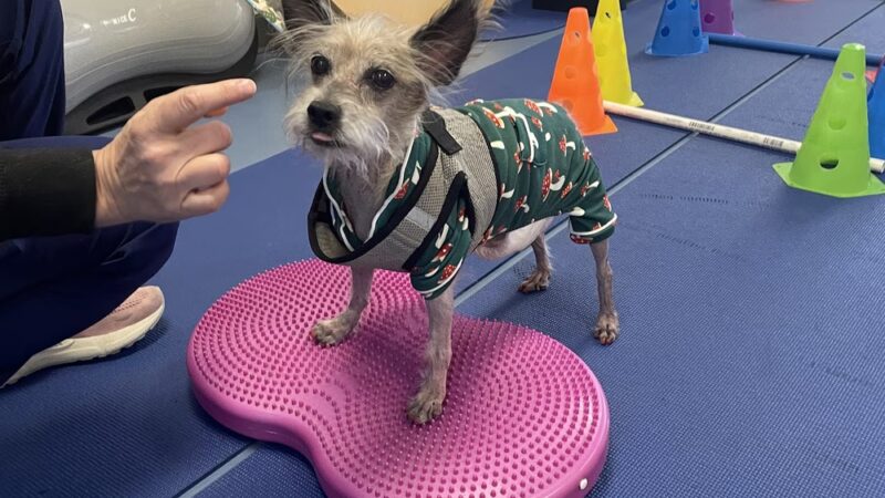 DAWG Rehab Diley's Animal Wellness Group - Hesperia, CA