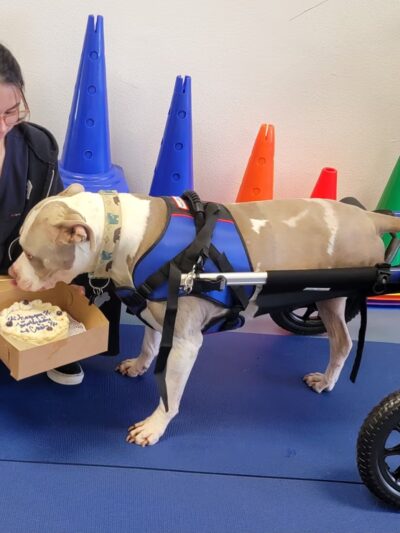 DAWG Rehab Diley's Animal Wellness Group - Hesperia, CA