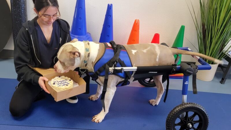 DAWG Rehab Diley's Animal Wellness Group - Hesperia, CA