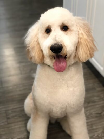 DAWG Rehab Diley's Animal Wellness Group - Hesperia, CA