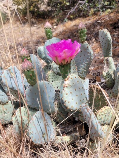 Deep Creek Trailhead - Hesperia, CA