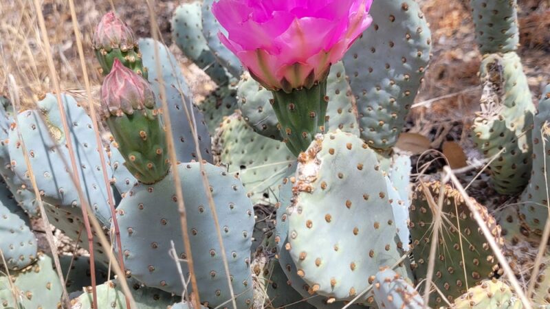 Deep Creek Trailhead - Hesperia, CA