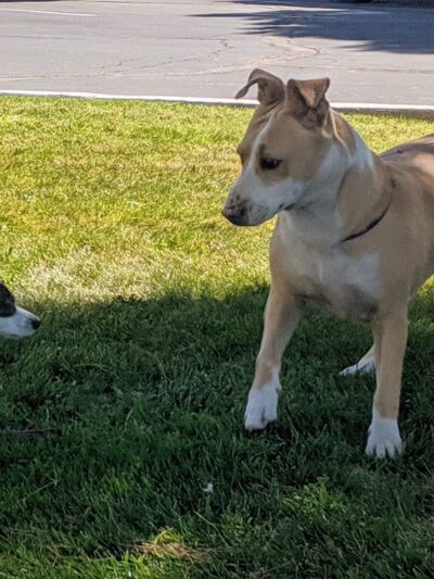 Desert Willow RV Resort - Hesperia, CA