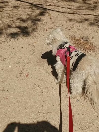 Hesperia Civic Plaza Park - Hesperia, CA