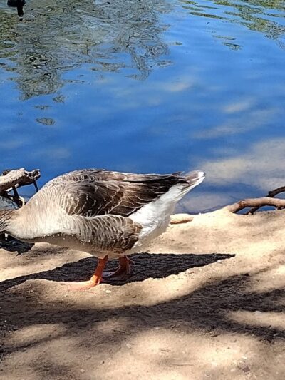 Hesperia Lake - Hesperia, CA