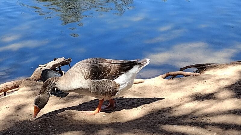 Hesperia Lake - Hesperia, CA
