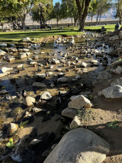 Hesperia Lake - Hesperia, CA