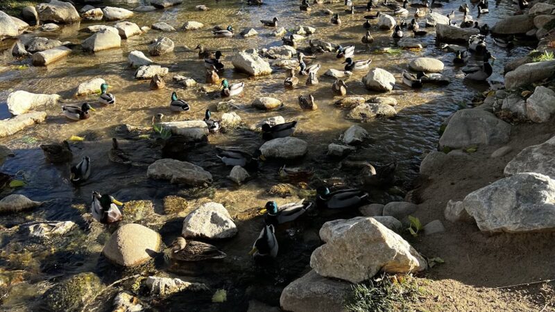 Hesperia Lake - Hesperia, CA