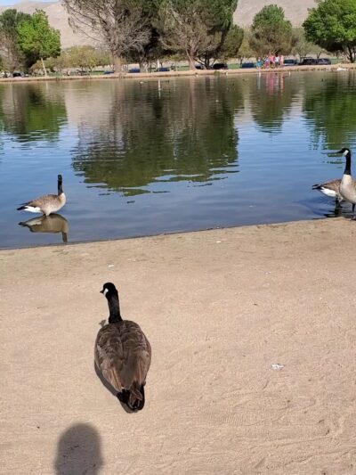 Hesperia Lake Park - Hesperia, CA