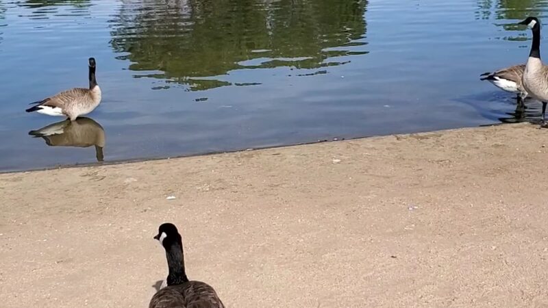 Hesperia Lake Park - Hesperia, CA