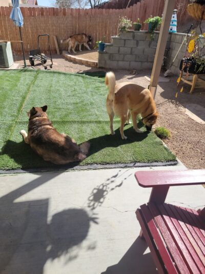 Turf Green Express Artificial Grass - Hesperia, CA