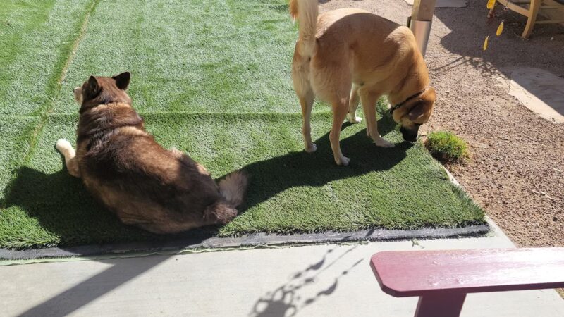 Turf Green Express Artificial Grass - Hesperia, CA