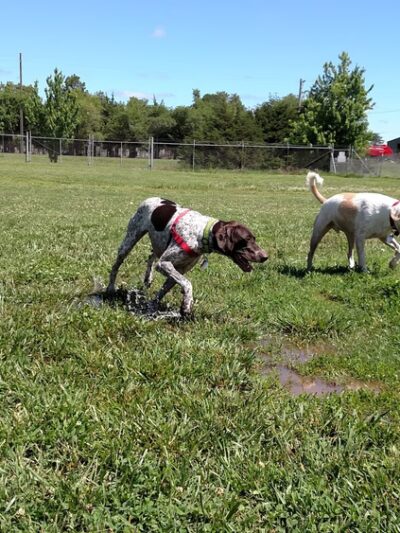 Hesston City Dog Park - Hesston, KS