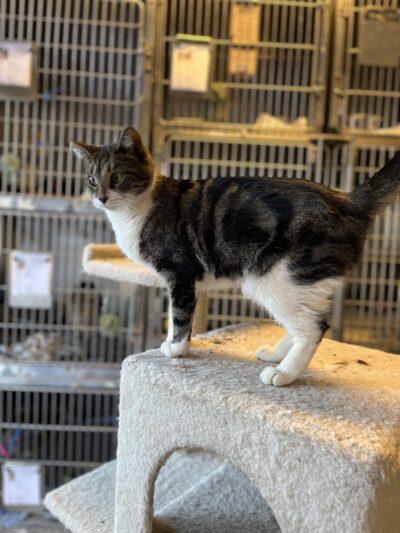 Hi-Tor Animal Care Center Inc. - ,