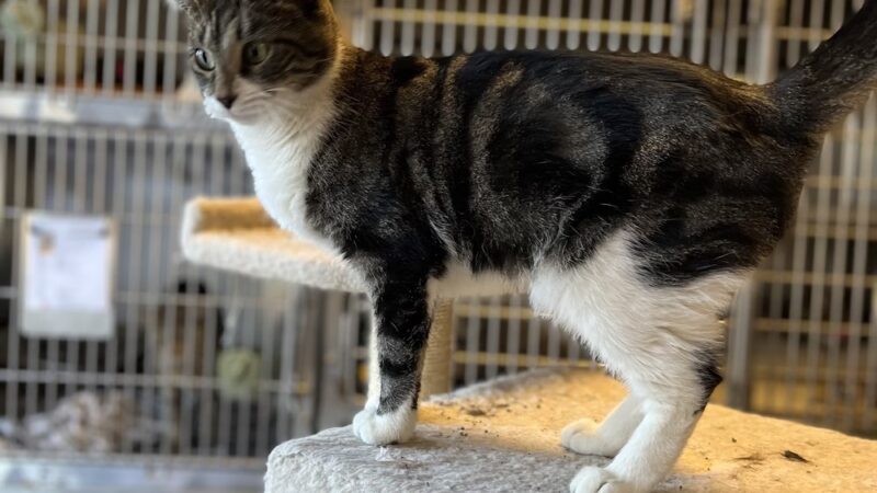 Hi-Tor Animal Care Center Inc. - ,