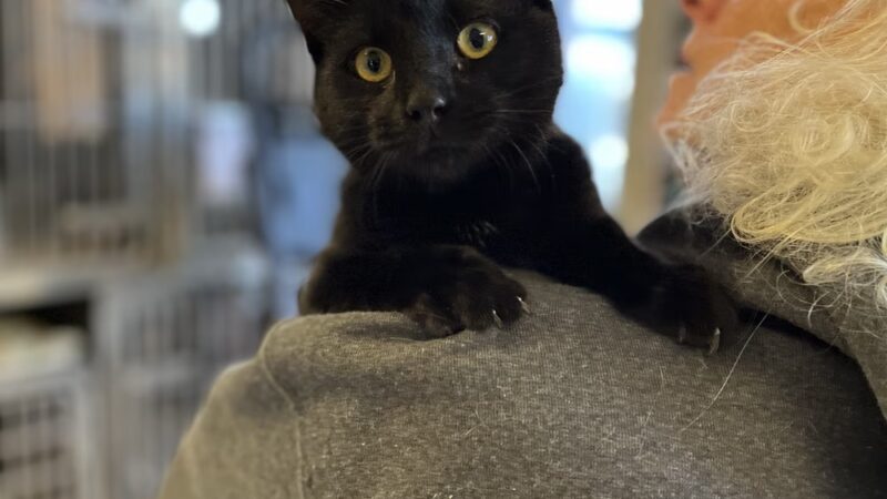 Hi-Tor Animal Care Center Inc. - ,