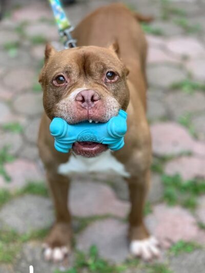 Hi-Tor Animal Care Center Inc. - ,