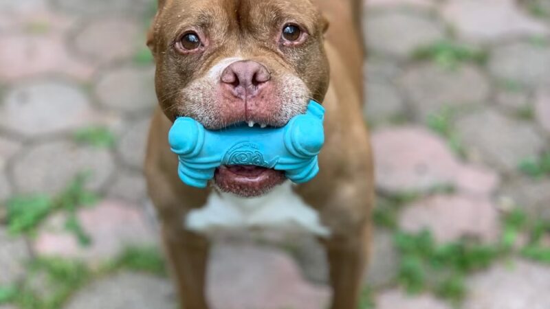 Hi-Tor Animal Care Center Inc. - ,