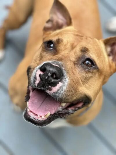 Hi-Tor Animal Care Center Inc. - ,