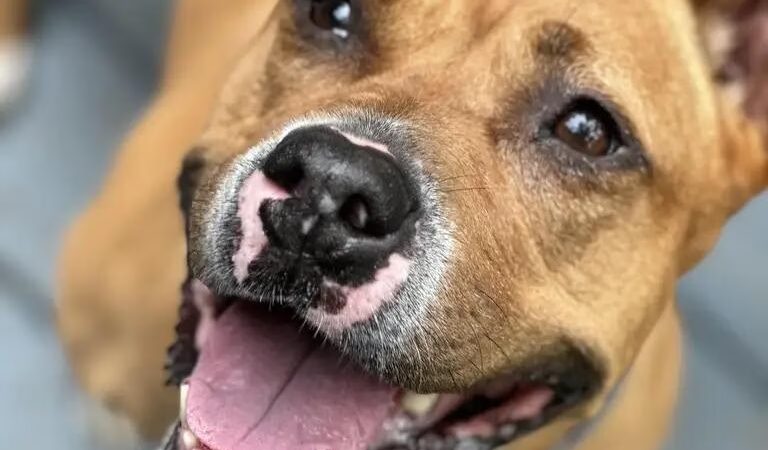 Hi-Tor Animal Care Center Inc. - ,