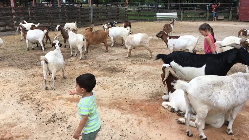 Amelia Earhart Park - Hialeah, FL