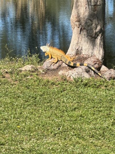 Amelia Earhart Park - Hialeah, FL