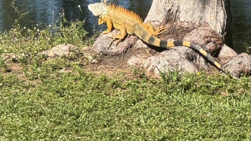 Amelia Earhart Park - Hialeah, FL