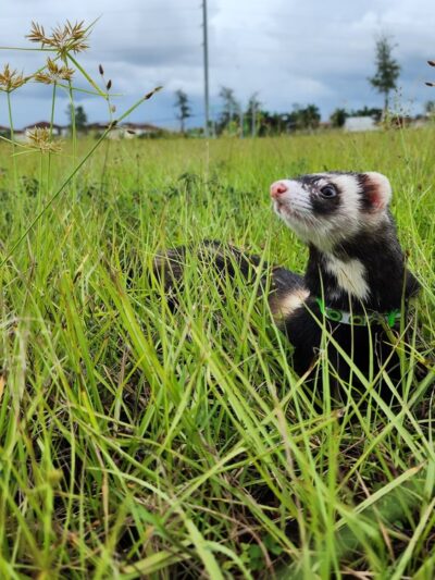 Hialeah Trail Park - Hialeah, FL