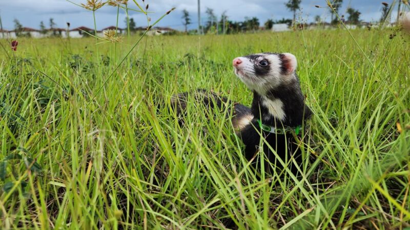 Hialeah Trail Park - Hialeah, FL