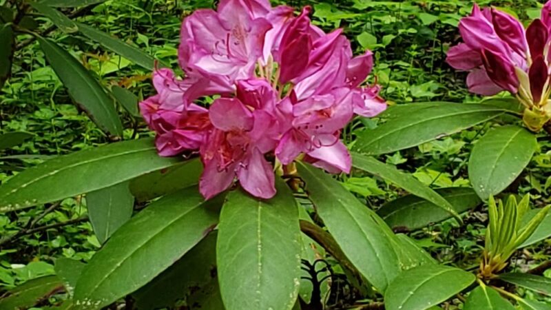 Towns County Park - Hiawassee, GA