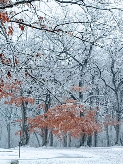 Hidden Pond Woods - Hickory Hills, IL