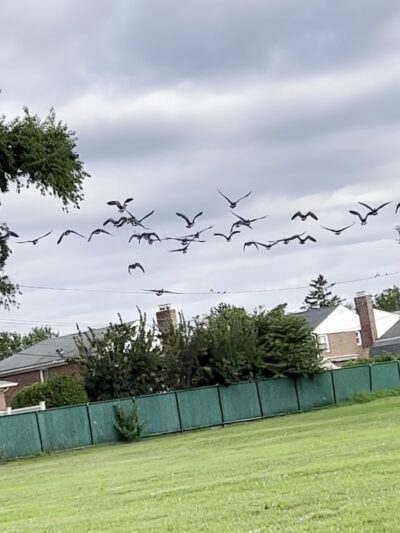 Giese Park - Hicksville, NY