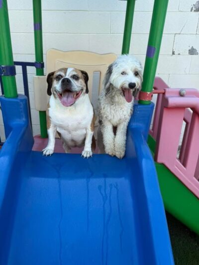 Hounds Town Hicksville - Hicksville, NY