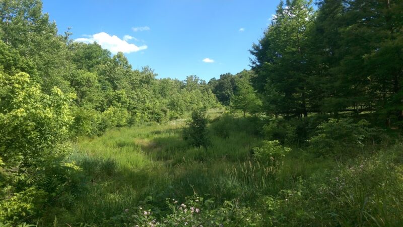 Forest 44 - High Ridge, MO