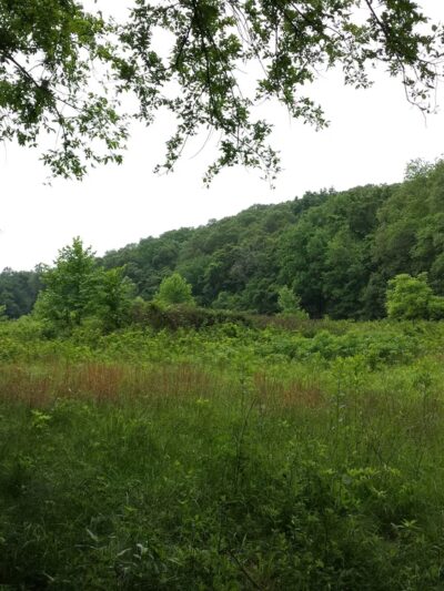 Forest 44 Conservation Area - High Ridge, MO