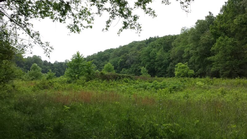 Forest 44 Conservation Area - High Ridge, MO