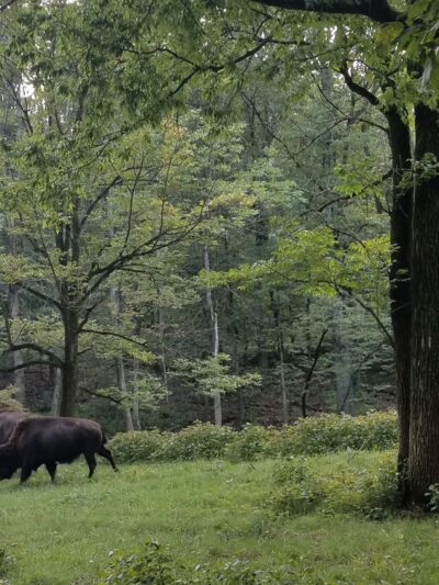 Forest 44 Conservation Area - High Ridge, MO