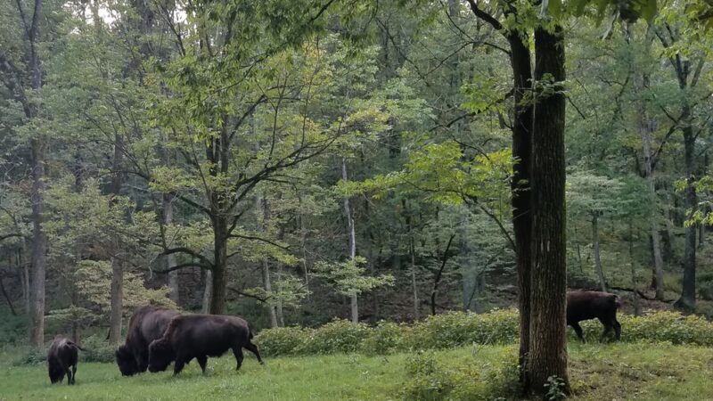 Forest 44 Conservation Area - High Ridge, MO