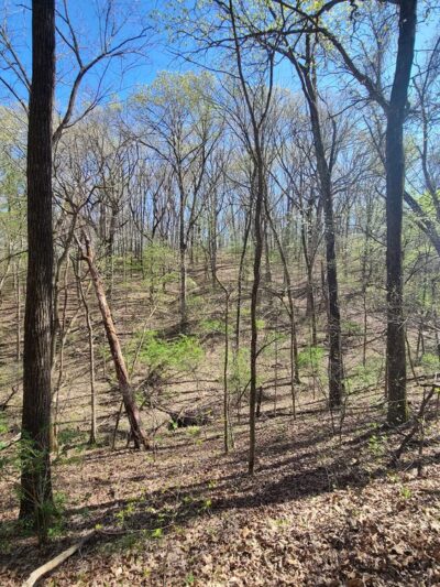 Forest 44 Conservation Area - High Ridge, MO