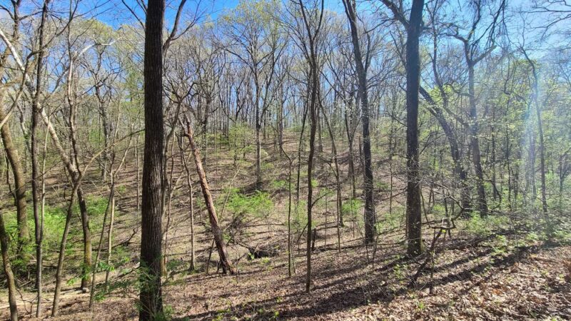 Forest 44 Conservation Area - High Ridge, MO